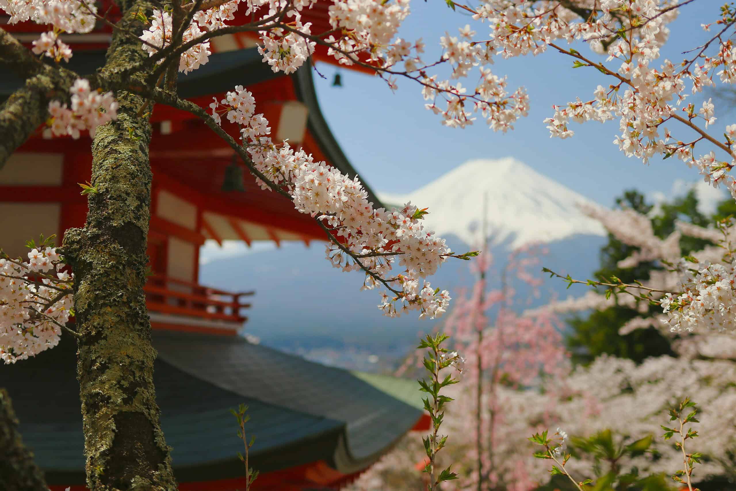 View of Chureito Pagoda with cherry blossoms framing Mount Fuji in spring.